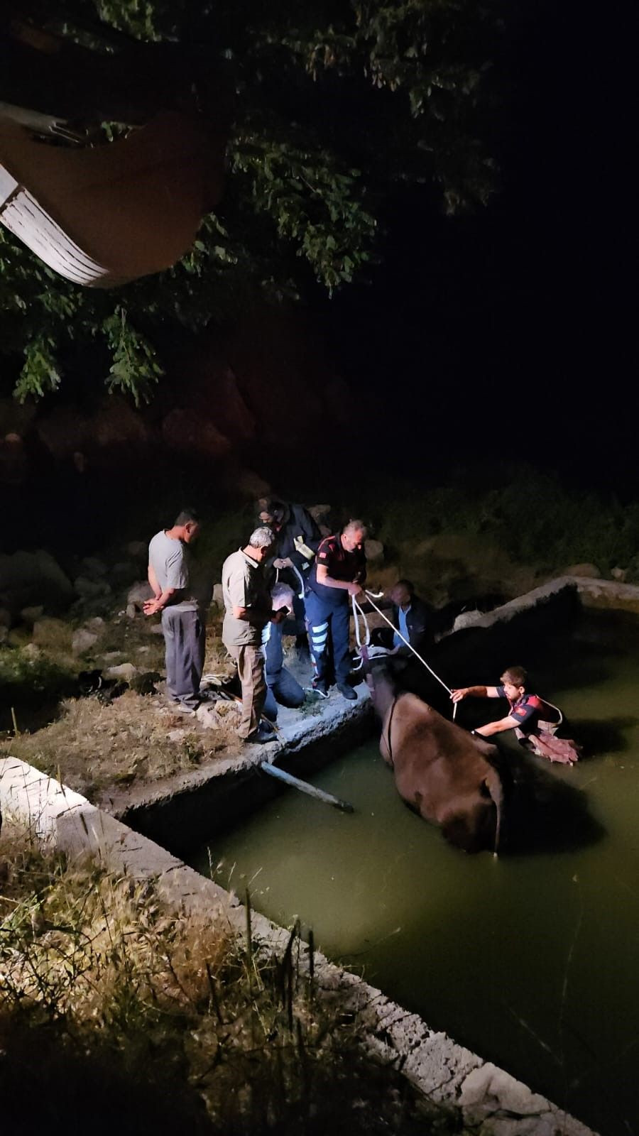 Adıyaman’da havuza düşen inek kurtarıldı - Sayfa 2