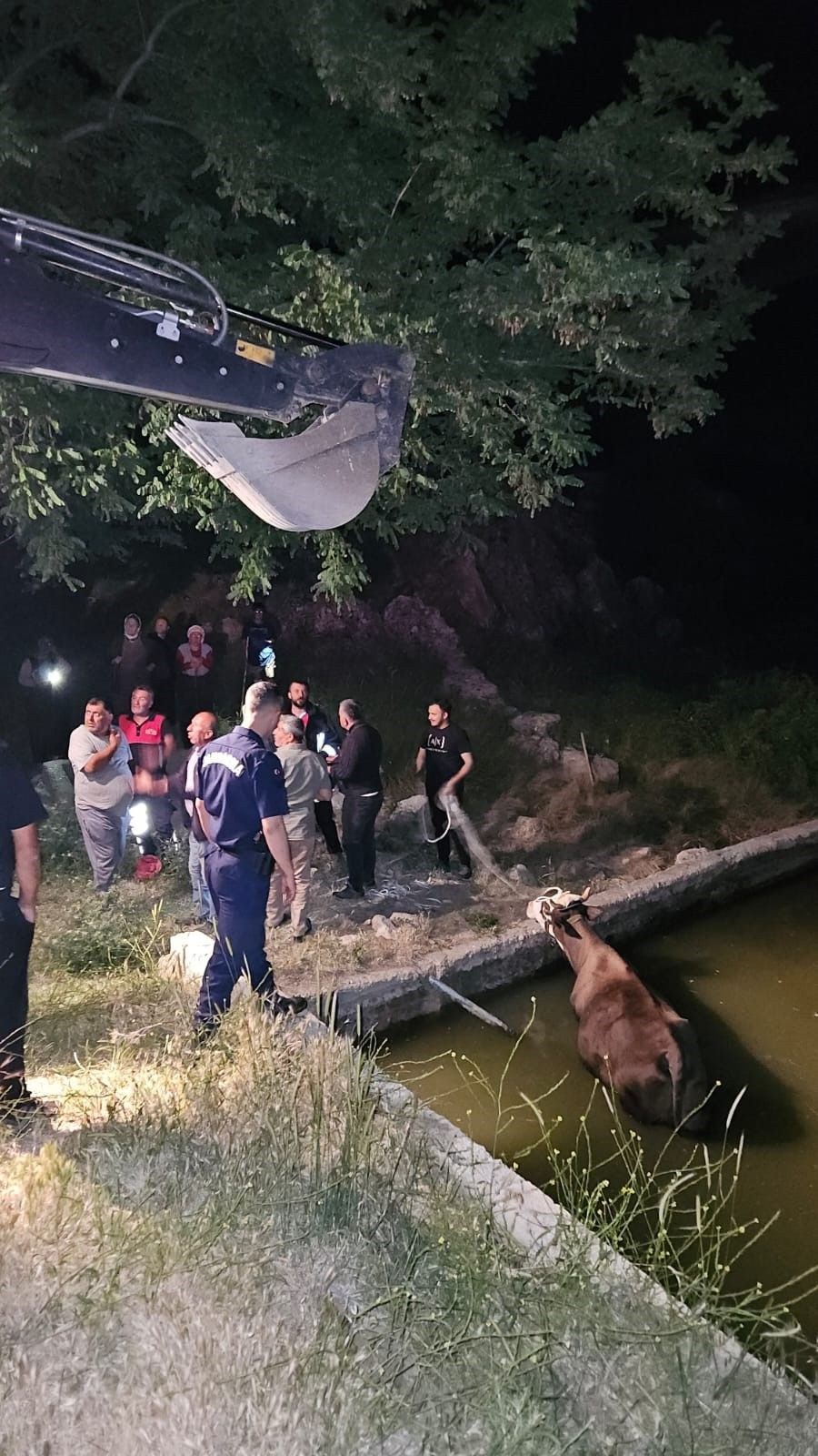 Adıyaman’da havuza düşen inek kurtarıldı - Sayfa 1