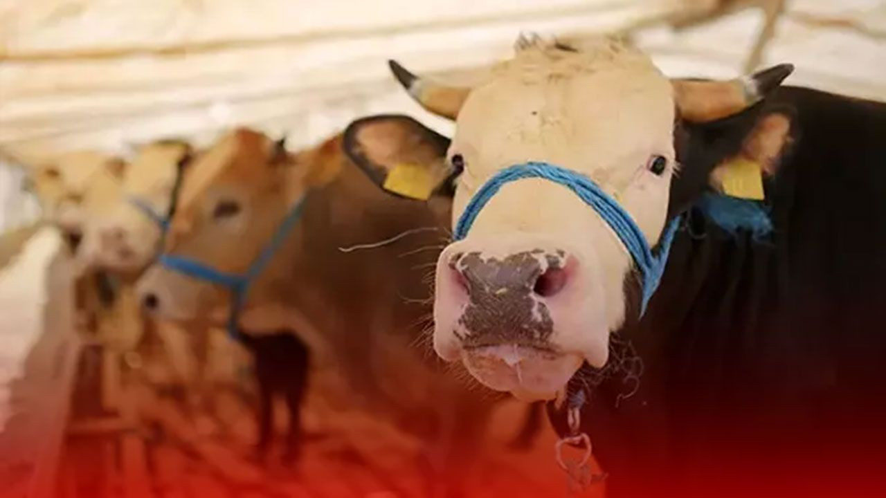 Uzmanlar Kurban Bayramı’nda etin dinlendirilmeden yenilmemesini öneriyor - Sayfa 3