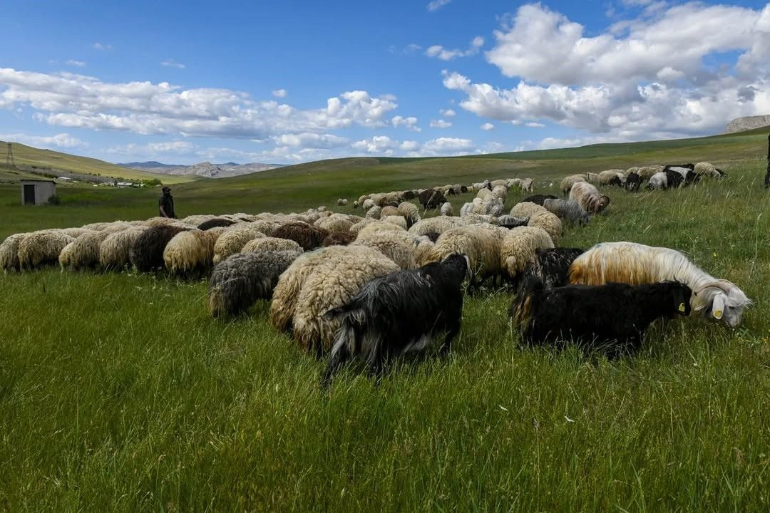 Van'da 3 yılda 2 bin 375 çiftçiye 235 bin koyun desteği verildi - Sayfa 6