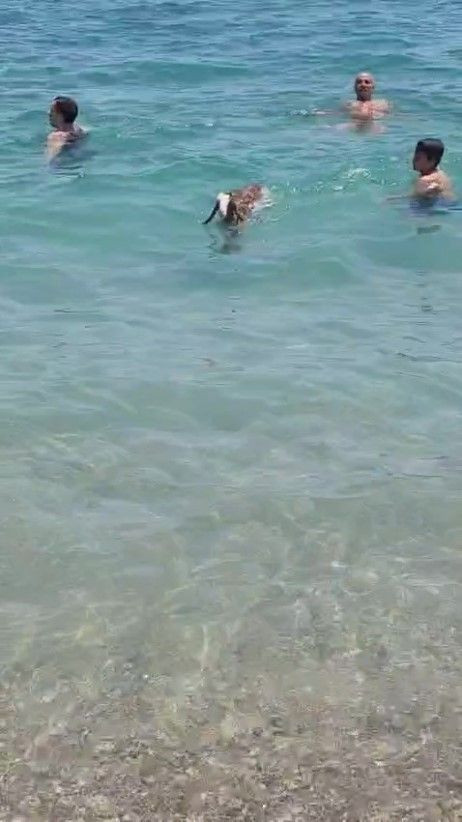 Antalya’da Oğlak Karamel, Sahilde İlgi Odağı Oldu - Sayfa 4