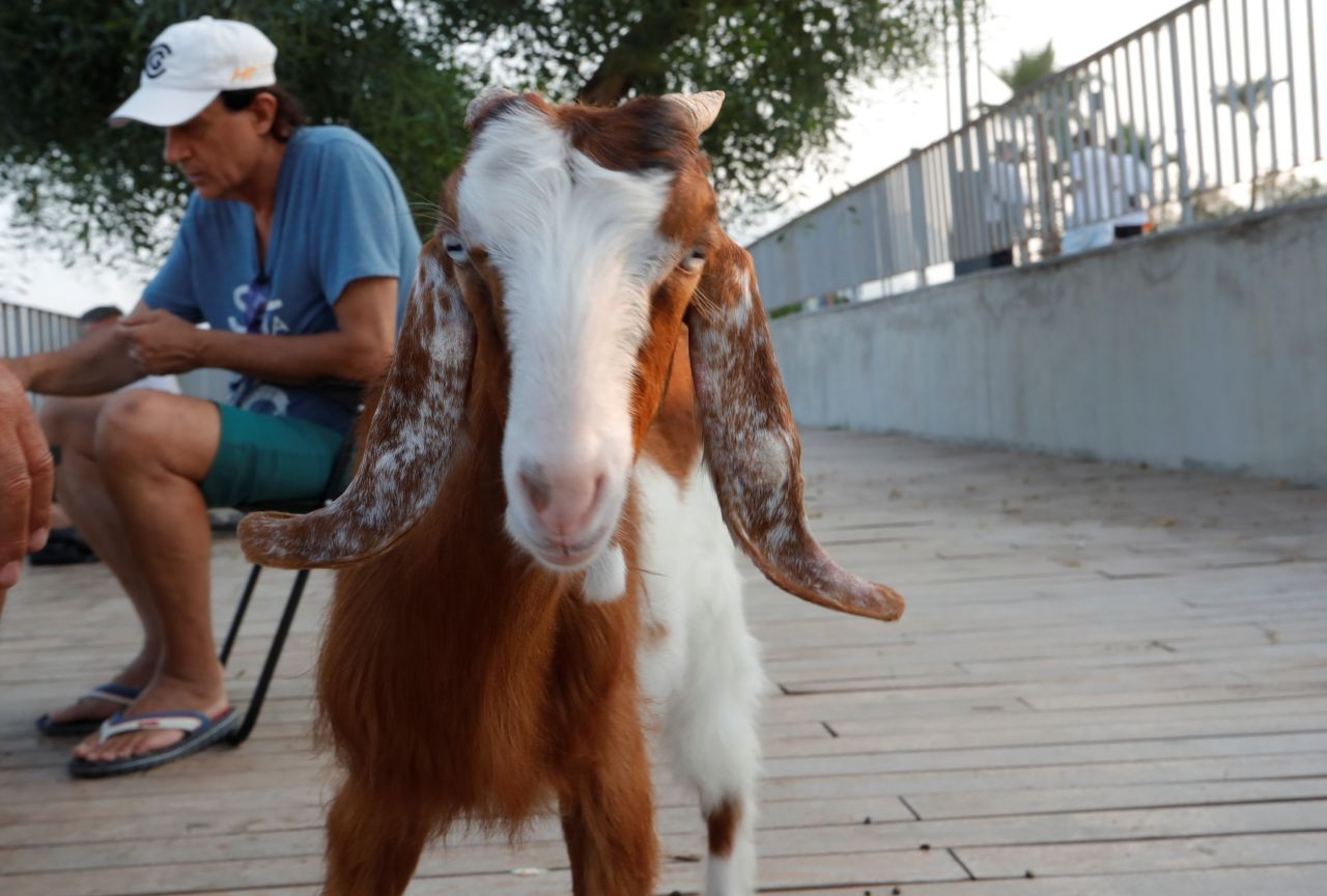 Antalya’da Oğlak Karamel, Sahilde İlgi Odağı Oldu - Sayfa 6