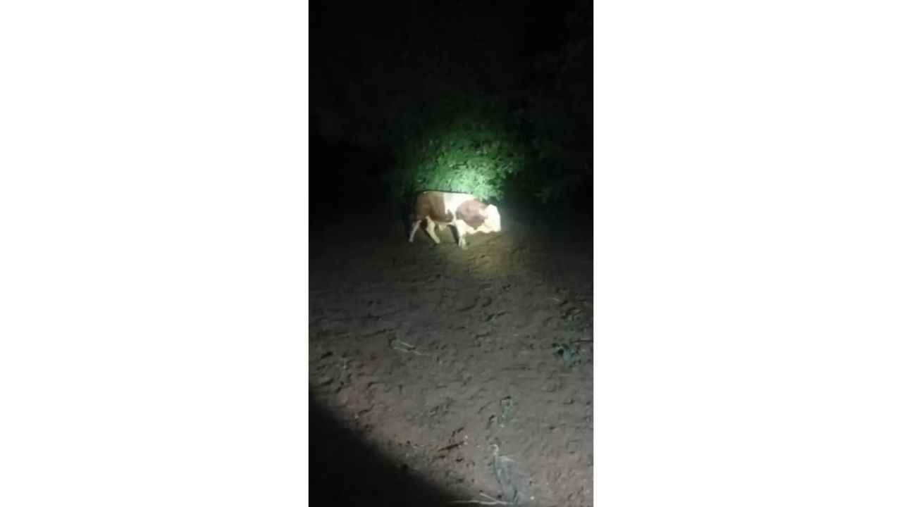 Elazığ'da kaçan boğayı belediye ekipleri yakaladı