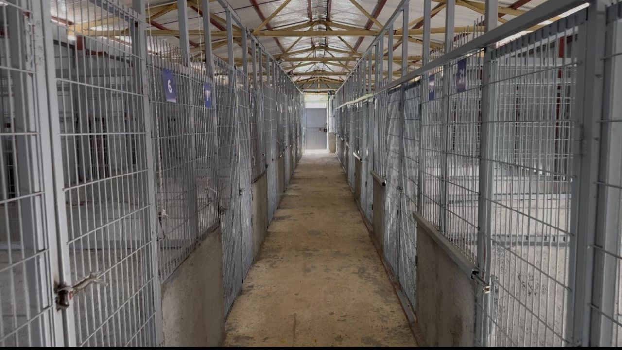 Arifiye Belediyesi Sokak Hayvanları Barınağı Hizmete Girdi - Sayfa 2