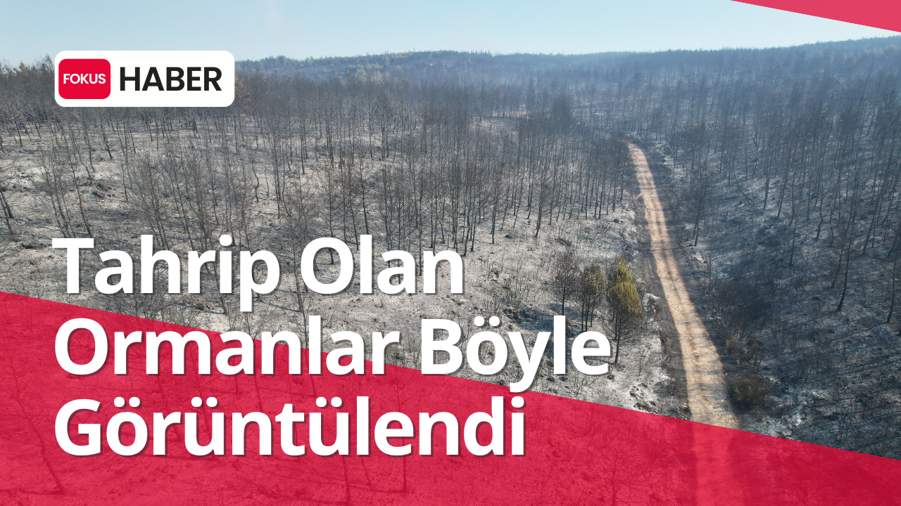 Ormanlık Alanlar Kül Oldu, Müdahale Havadan ve Karadan Sürüyor