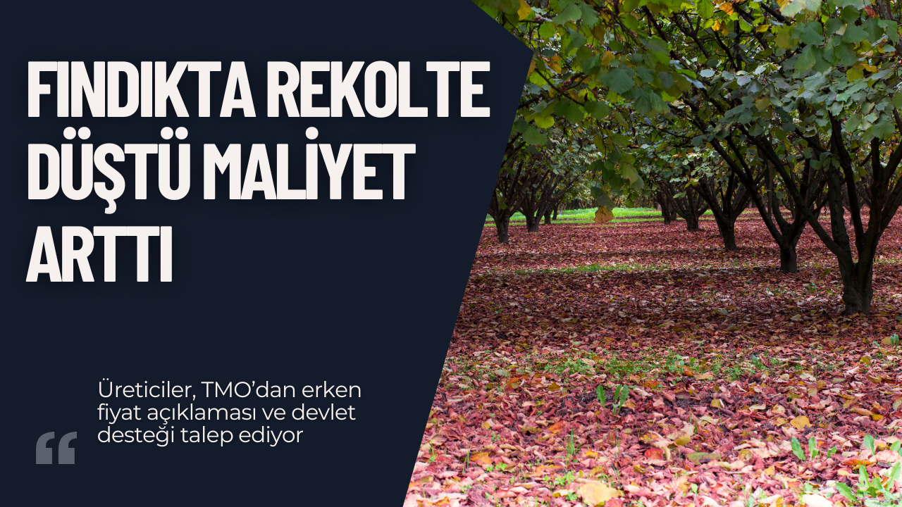 “Sakaryalı Çiftçi Dertli: Fındıkta Rekolte Düştü, Maliyet Arttı”