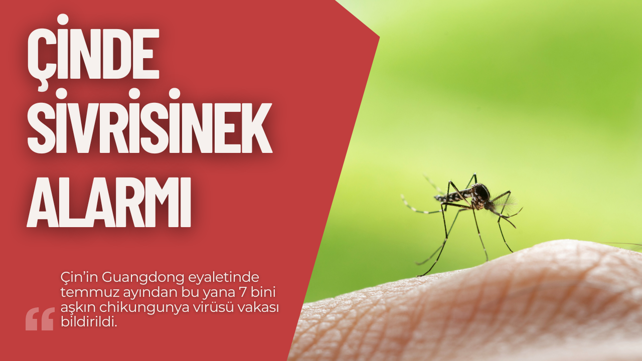 Çin’de Sivrisinek Alarmı: 7 Bin Chikungunya Vakası!