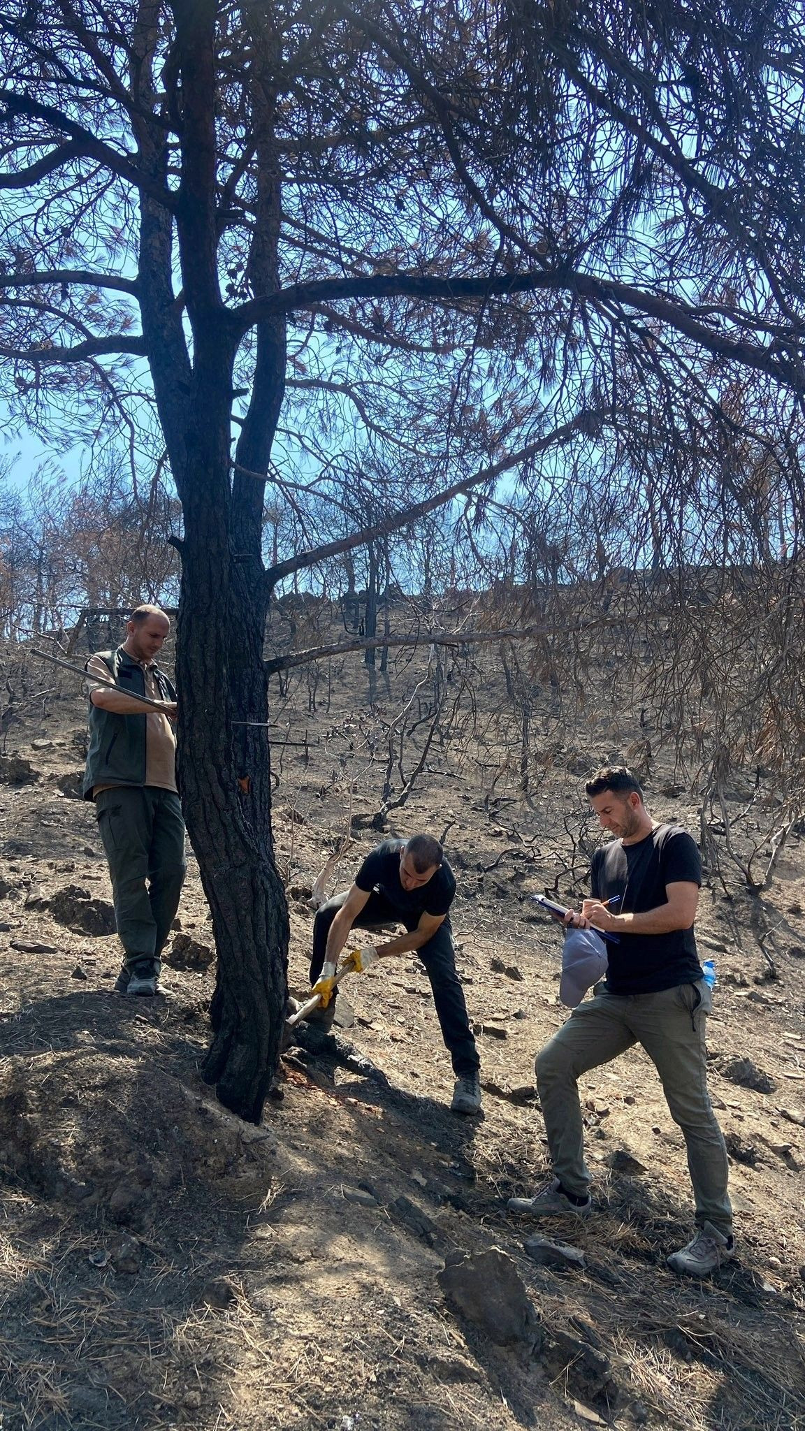 Geyve’de Yanan Ormanlar Yeşeriyor - Sayfa 4