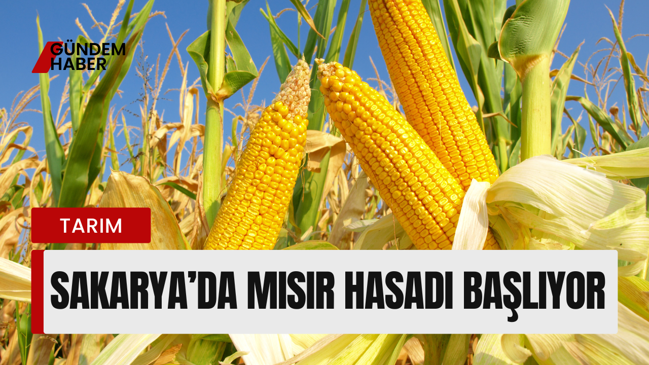 Sakarya’da Mısır Hasadı Başlıyor: Tarlada Bereket, Pazarda Hareket