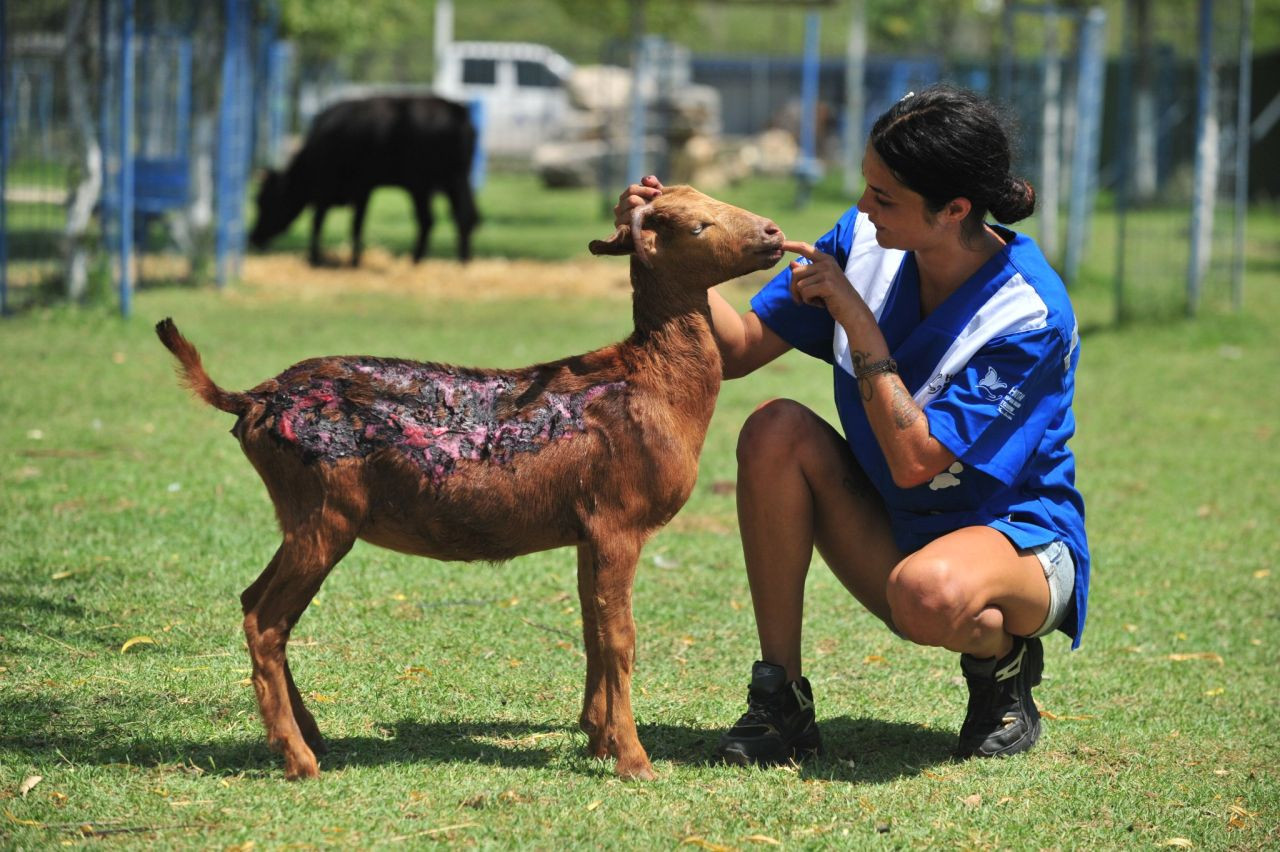 Orman Yangınında Yaralanan Keçi Emekli Hayvanlar Çiftliği’nde Tedavi Altına Alındı - Sayfa 1