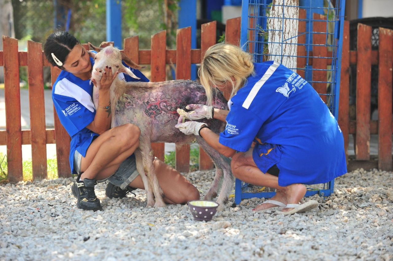 Orman Yangınında Yaralanan Keçi Emekli Hayvanlar Çiftliği’nde Tedavi Altına Alındı - Sayfa 2