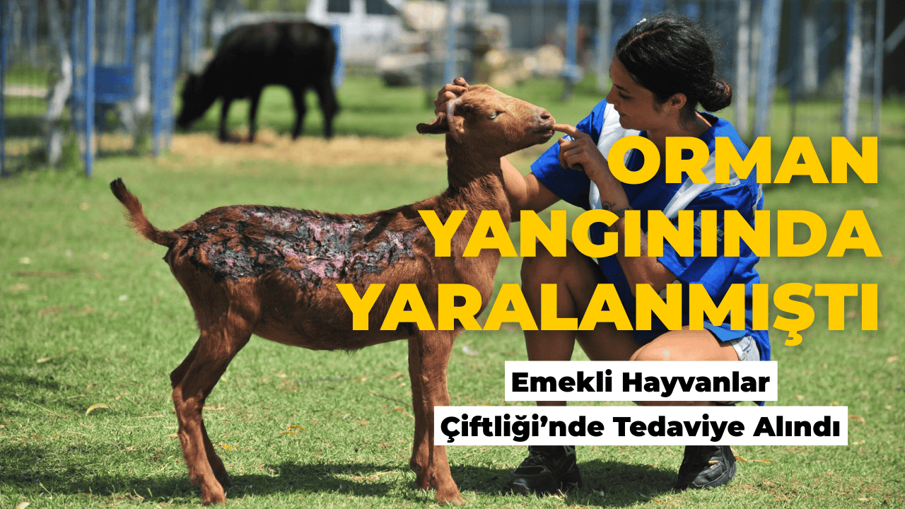 Orman Yangınında Yaralanan Keçi Emekli Hayvanlar Çiftliği’nde Tedavi Altına Alındı