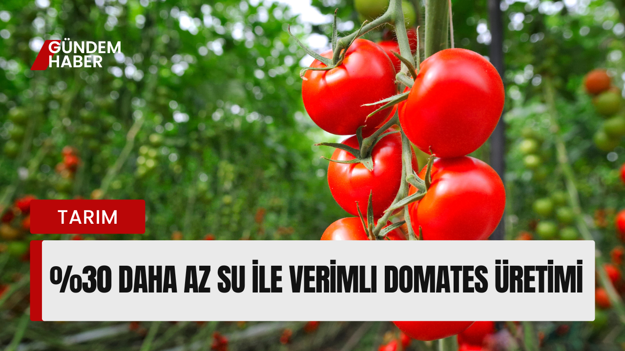 %30 Daha Az Su ile Verimli Domates Üretimi