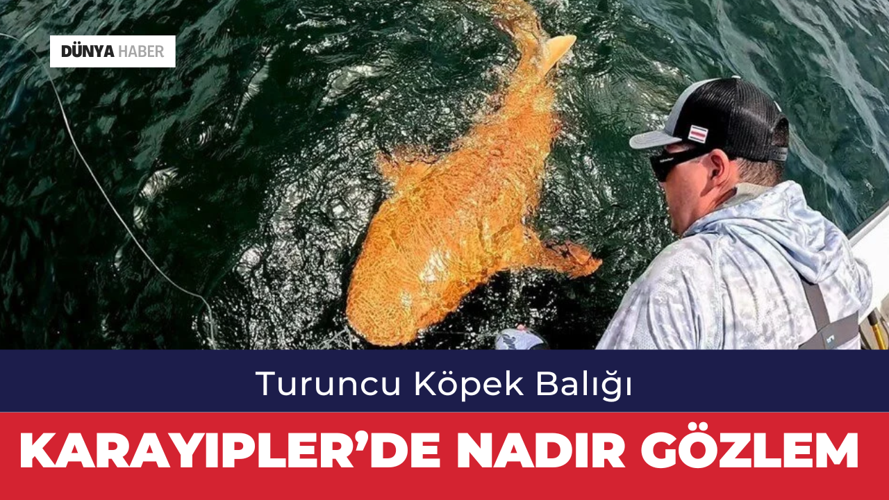 Karayipler’de Nadir Gözlem: Turuncu Köpek Balığı Görüldü
