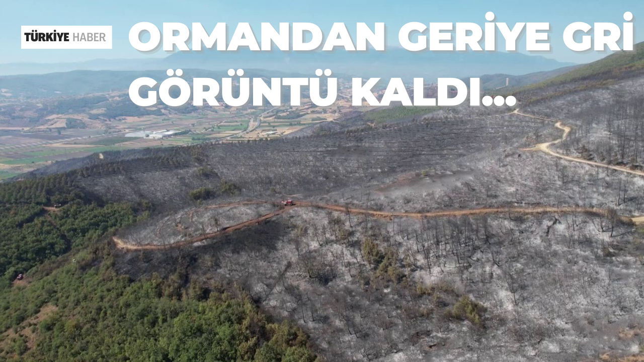 Bursa’da Orman Yangını Geriye Gri Bir Manzara Bıraktı