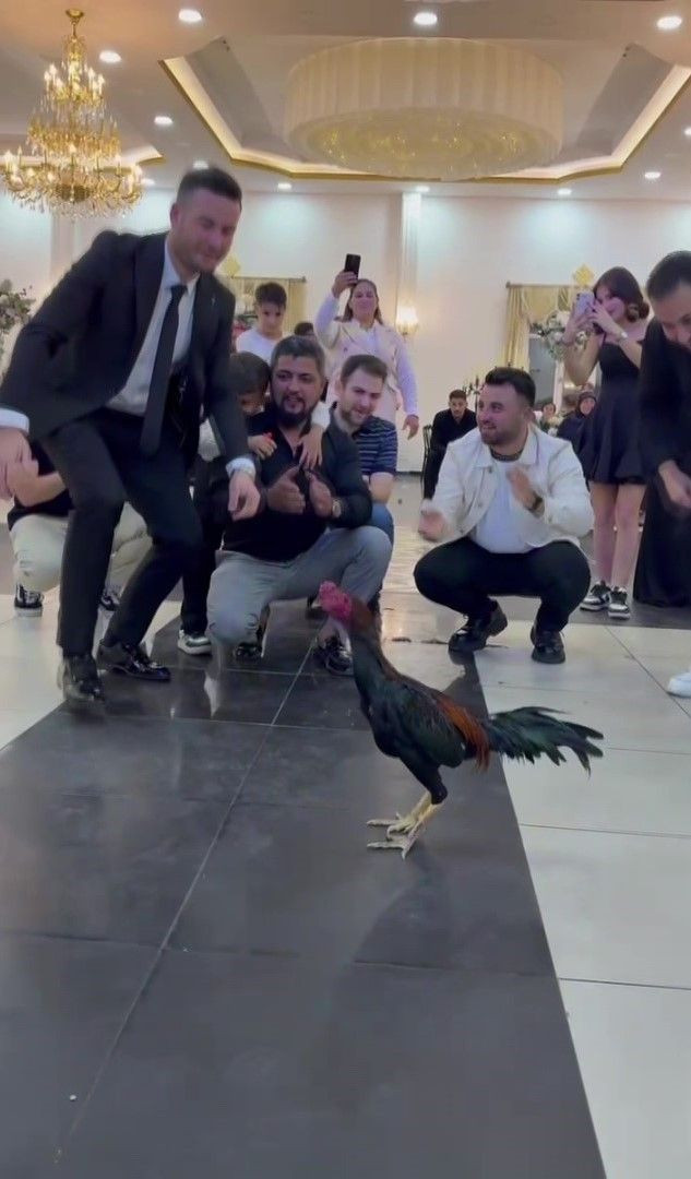 Damadın Düğününde 250 Bin TL’lik Hint Horozu Sürprizi - Sayfa 1