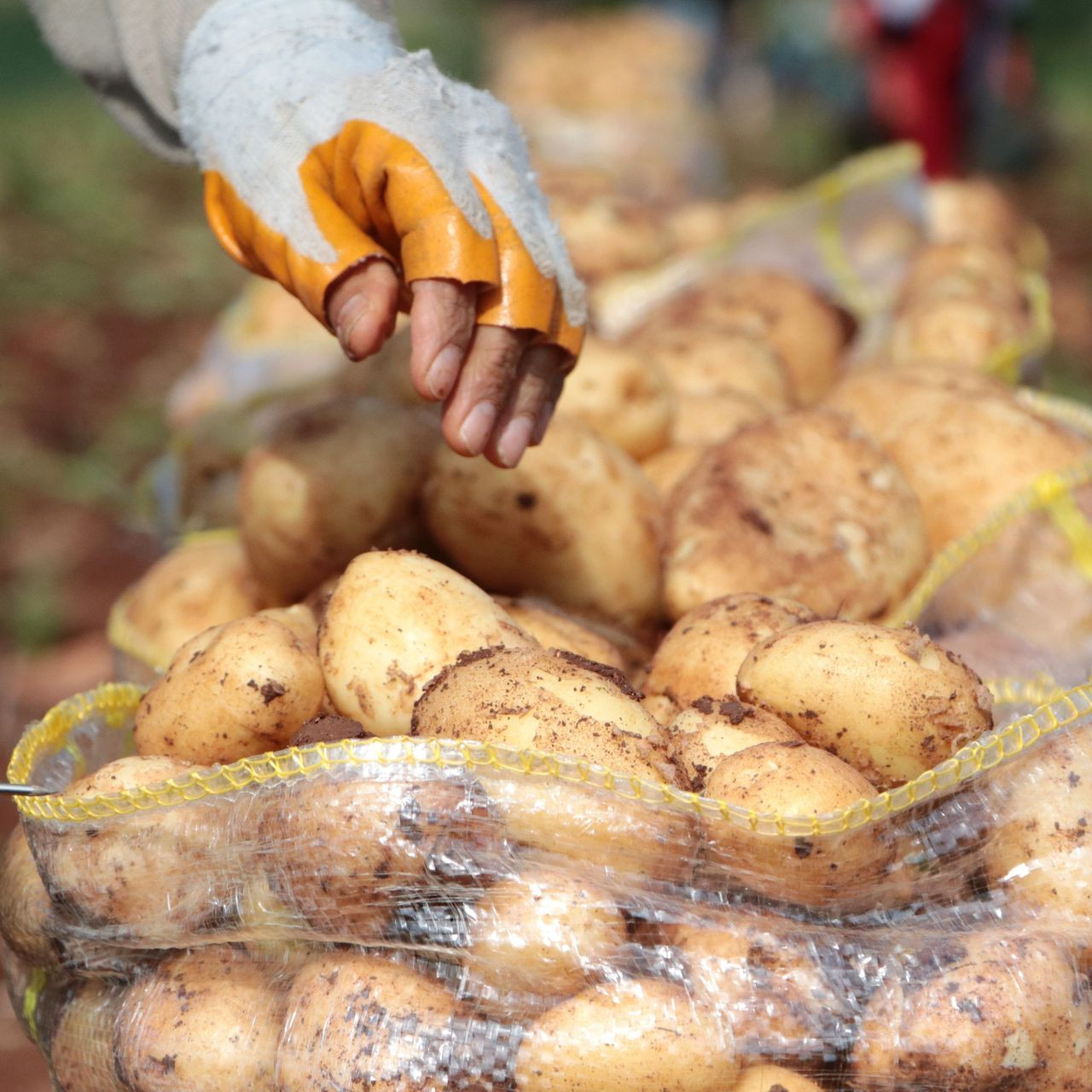 Patates ve Yolcu Uçakları Arasındaki Rekor İlişkisi - Sayfa 2