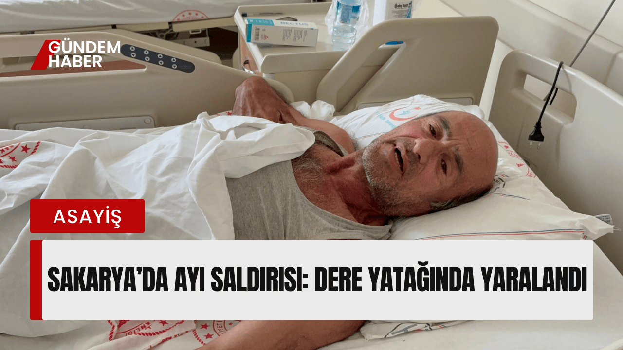 Sakarya’da Ayı Saldırısı: Dere Yatağında Yaralandı