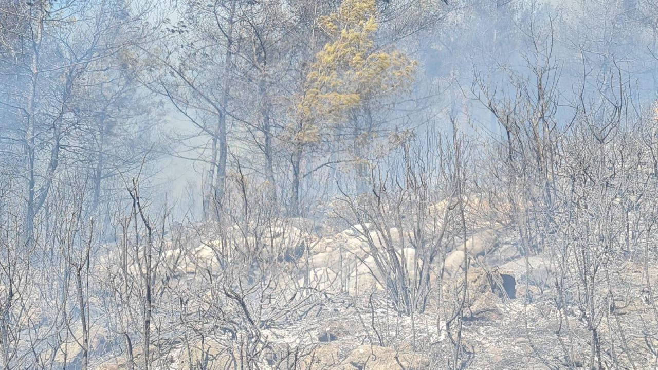 Bodrum’da Orman Yangını: Havadan ve Karadan Müdahale Sürüyor - Sayfa 4