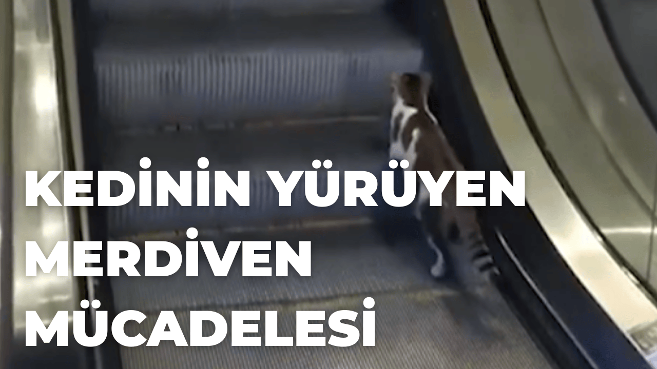 Sabiha Gökçen’de Kedinin Yürüyen Merdiven Mücadelesi