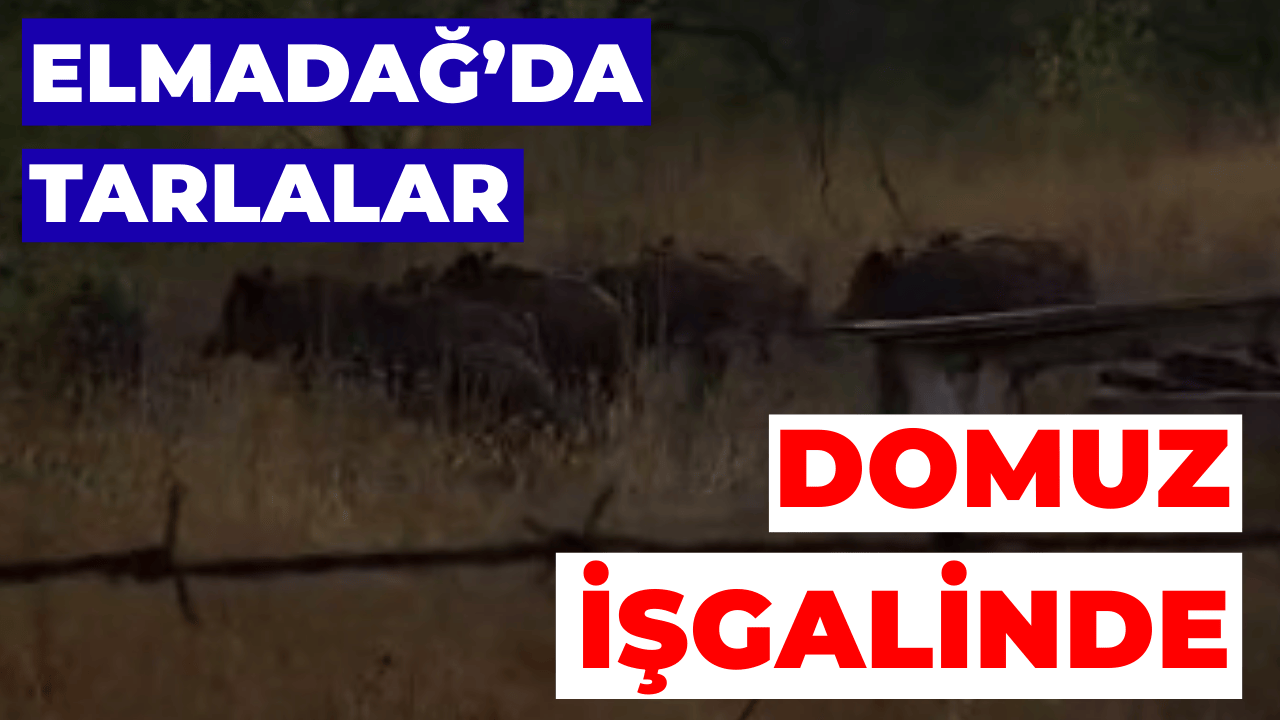 Elmadağ’da Tarlaya Giren Domuz Sürüsü Korkuttu
