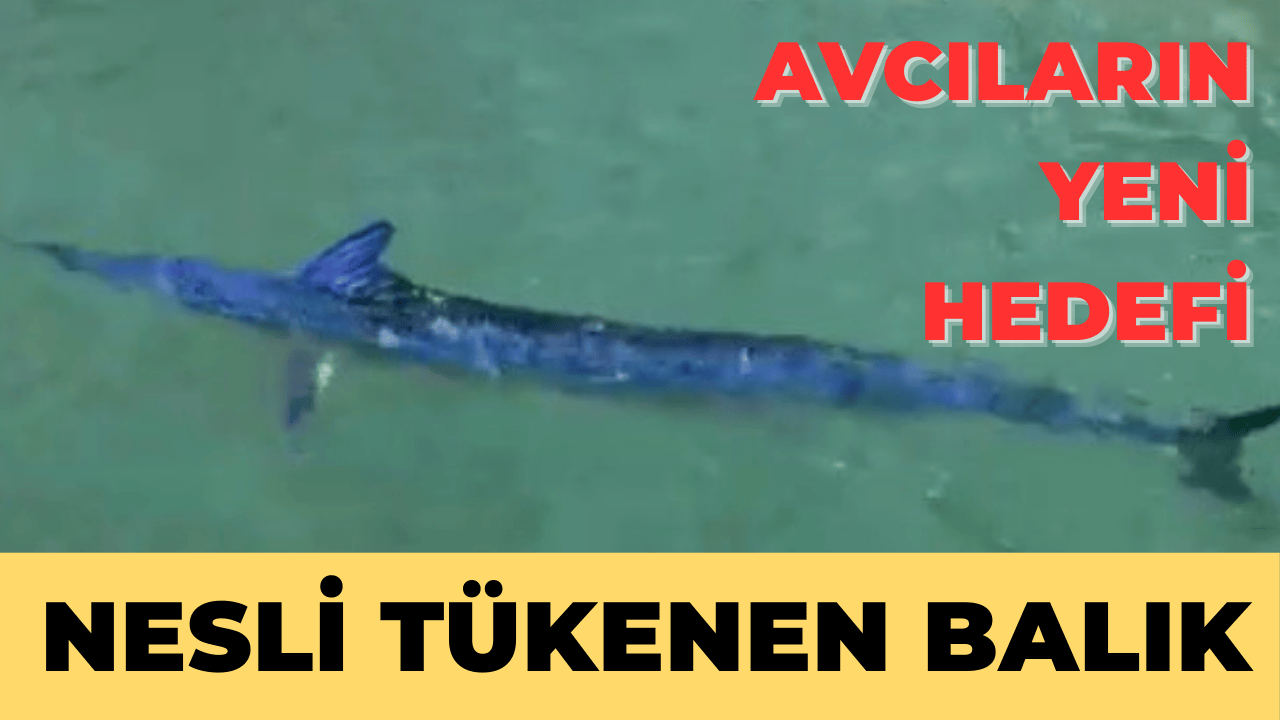 Bodrum’da Nesli Tehlike Altındaki Mavi Yelken Balığı Zıpkınla Vuruldu