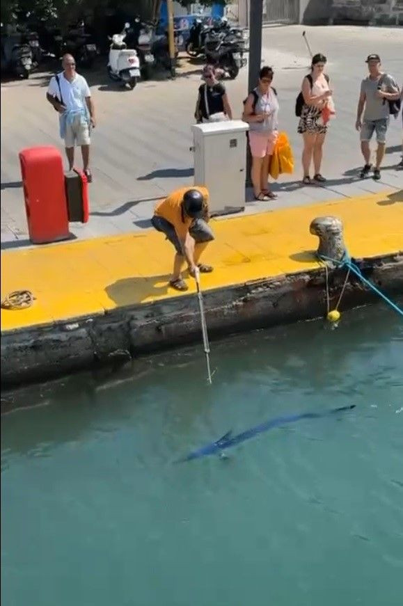 Bodrum’da Nesli Tehlike Altındaki Mavi Yelken Balığı Zıpkınla Vuruldu - Sayfa 3