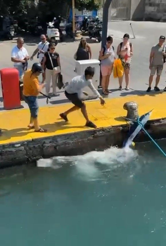 Bodrum’da Nesli Tehlike Altındaki Mavi Yelken Balığı Zıpkınla Vuruldu - Sayfa 2