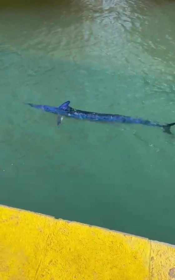 Bodrum’da Nesli Tehlike Altındaki Mavi Yelken Balığı Zıpkınla Vuruldu - Sayfa 1