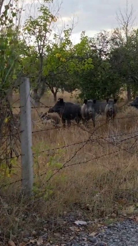 Elmadağ’da Tarlaya Giren Domuz Sürüsü Korkuttu - Sayfa 2