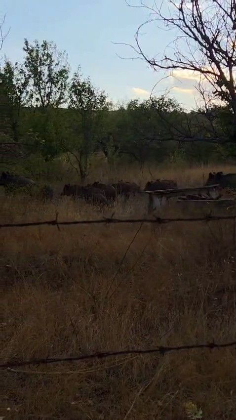 Elmadağ’da Tarlaya Giren Domuz Sürüsü Korkuttu - Sayfa 1