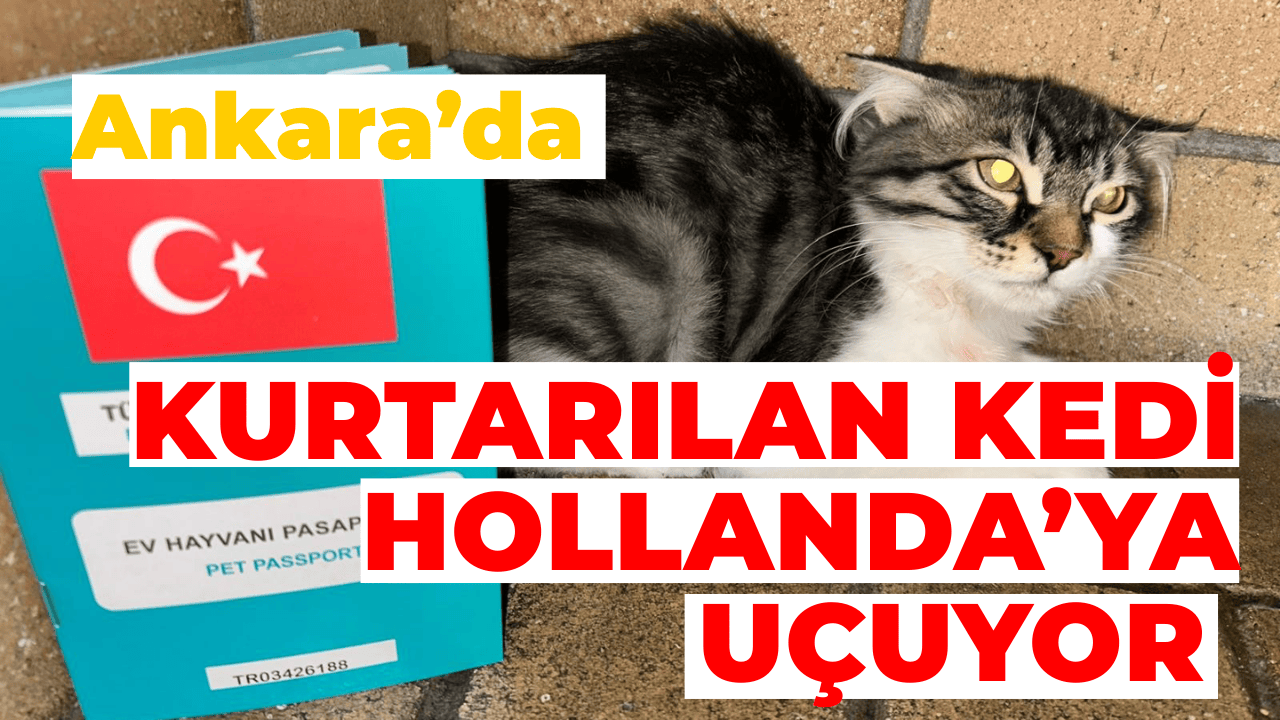 Ankara’da Kurtarılan Kedi Hollanda’ya Uçuyor