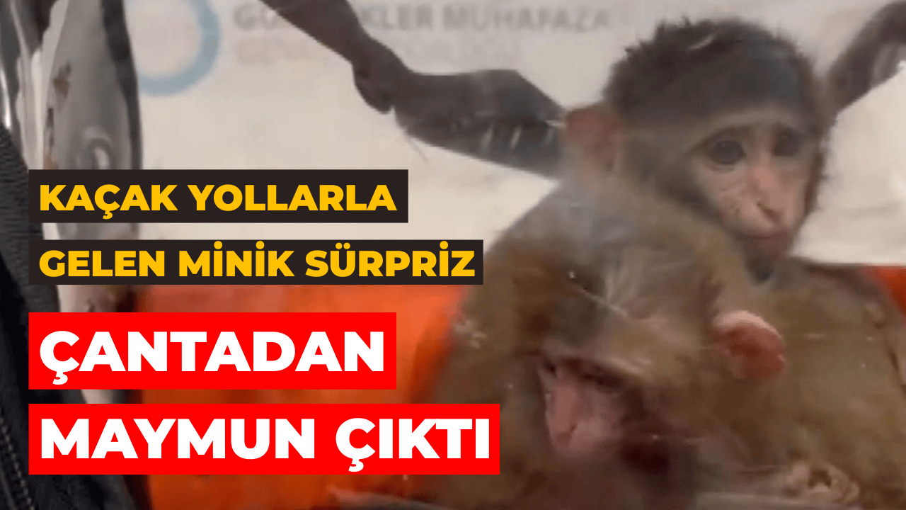 Gümrükte şahin ve maymun operasyonu: 5 hayvan kurtarıldı
