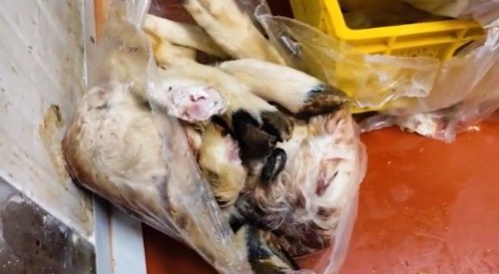 Ankara’da 1.3 Ton Uygunsuz Gıda İmha Edildi - Sayfa 1