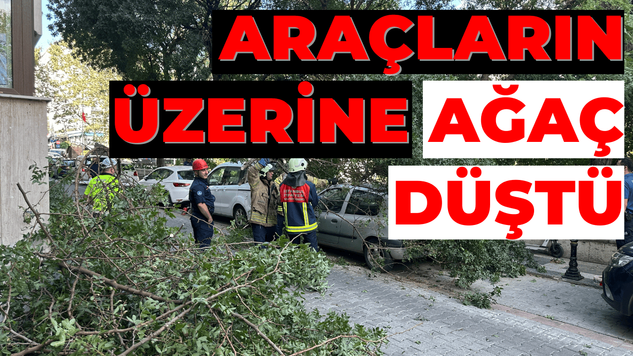 Kadıköy’de Ağaç Dalı Otomobilin Üzerine Düştü