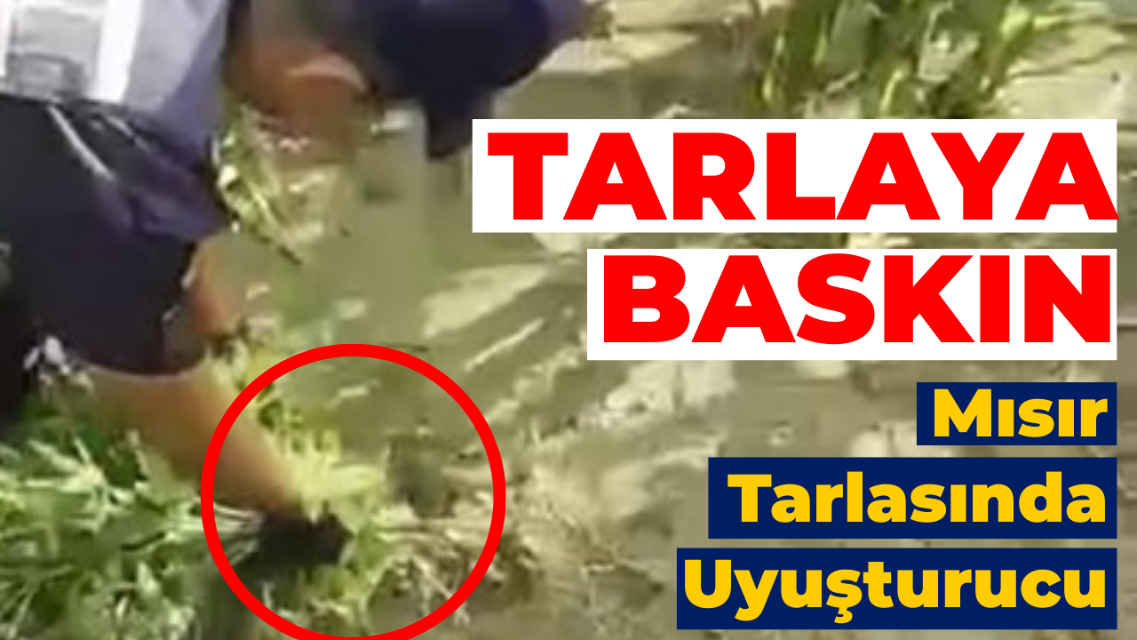 Mısır Tarlasına Ekilen Uyuşturucuyu Jandarma Ele Geçirdi: 1 Tutuklama