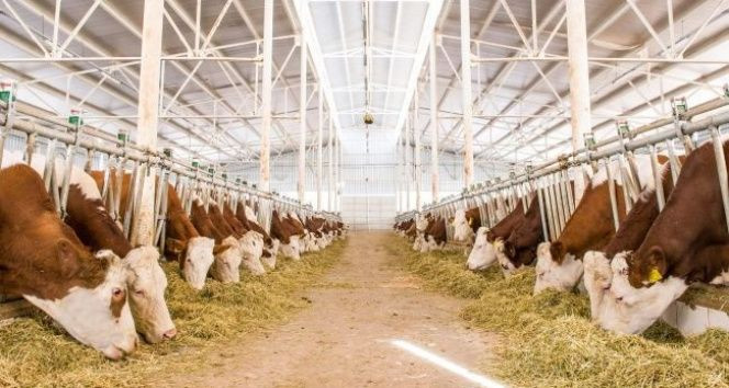 Türkiye’de 75 Milyon Büyük ve Küçükbaş Hayvan Var - Sayfa 3