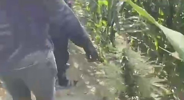 Mısır Tarlasına Ekilen Uyuşturucuyu Jandarma Ele Geçirdi: 1 Tutuklama - Sayfa 1