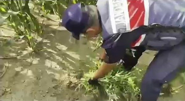 Mısır Tarlasına Ekilen Uyuşturucuyu Jandarma Ele Geçirdi: 1 Tutuklama - Sayfa 2