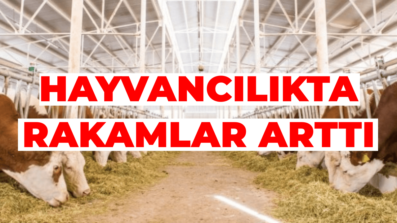 Türkiye’de 75 Milyon Büyük ve Küçükbaş Hayvan Var