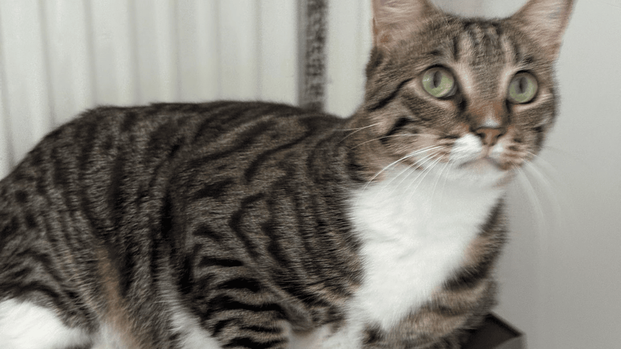 Kayıp Kedisini Bulana 100 Bin Lira Ödül Verecek - Sayfa 3