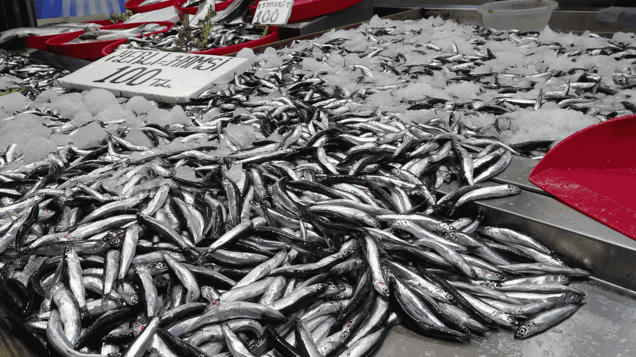Karadeniz'de Hamsi Stokları Alarm Veriyor: Av Miktarı Yarıya Düştü - Sayfa 4