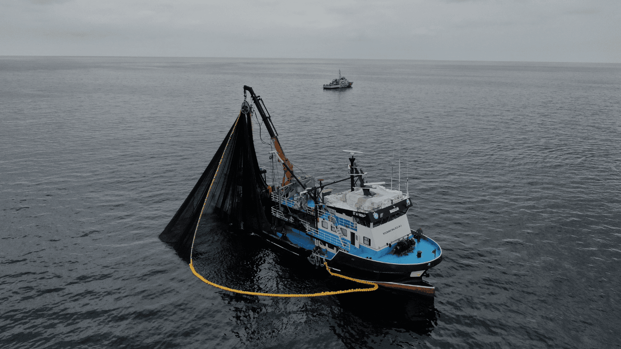 Karadeniz'de Hamsi Stokları Alarm Veriyor: Av Miktarı Yarıya Düştü