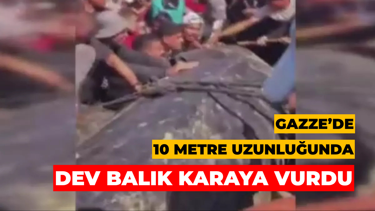 Gazze’de 10 Metre Uzunluğunda Dev Balık Karaya Vurdu