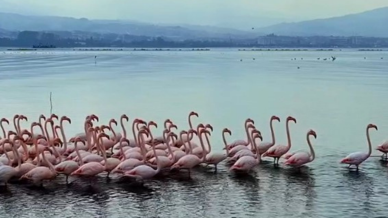 Körfez'de Flamingo Şöleni