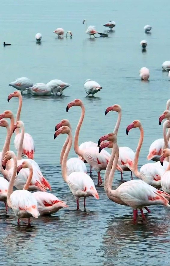 Körfez'de Flamingo Şöleni - Sayfa 1