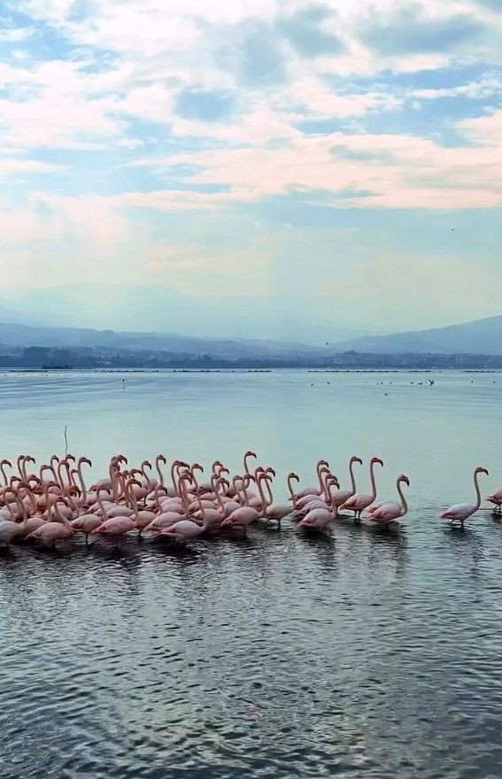 Körfez'de Flamingo Şöleni - Sayfa 2