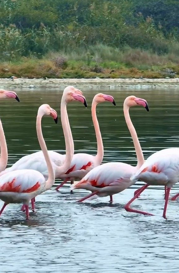 Körfez'de Flamingo Şöleni - Sayfa 3