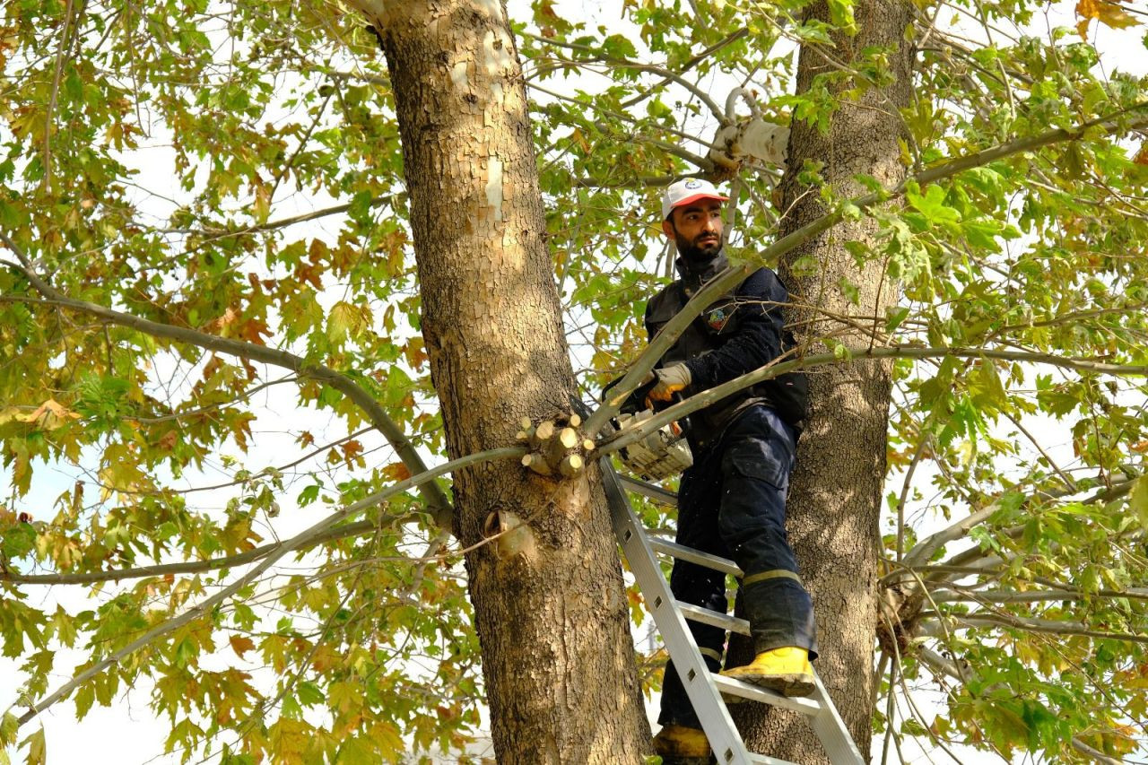 Safrancık Sokak'ta Kapsamlı Yeşil Alan Düzenlemesi - Sayfa 3