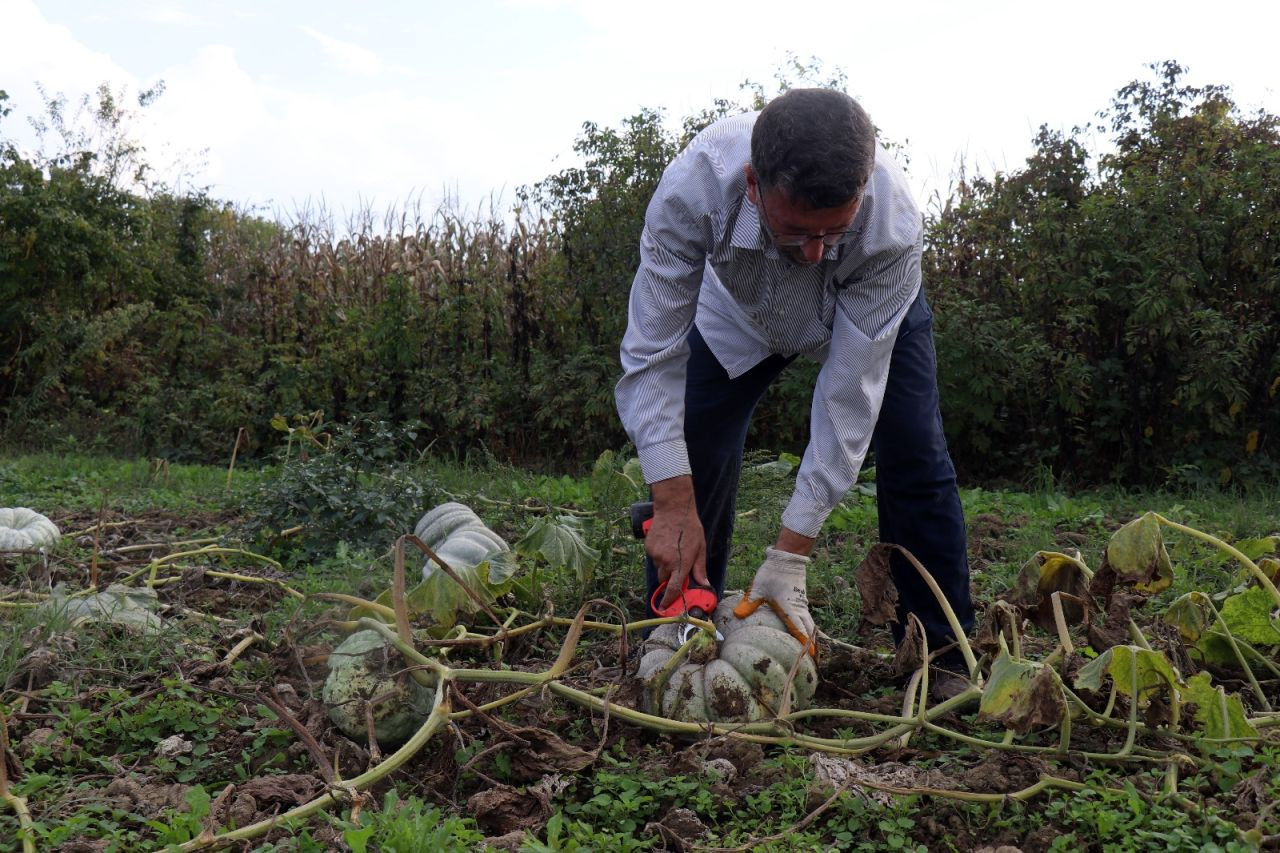 Sakarya'da "Beyaz Elmas" Hasadı Başladı - Sayfa 5